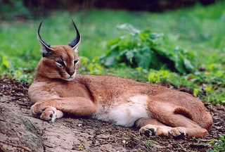 Illustration for article titled Caturday - Caracal caracal Edition